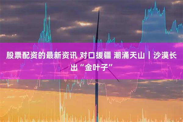 股票配资的最新资讯 对口援疆 潮涌天山｜沙漠长出“金叶子”