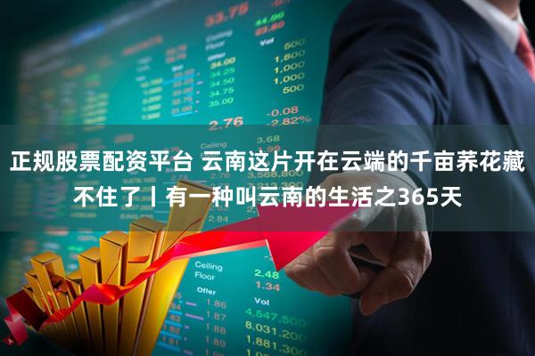 正规股票配资平台 云南这片开在云端的千亩荞花藏不住了丨有一种叫云南的生活之365天